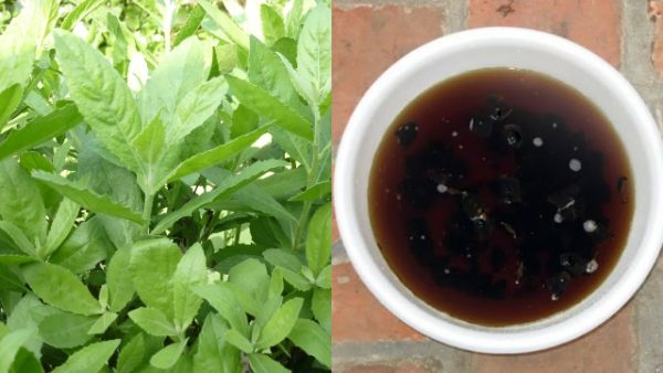 Mắc trĩ chớ bỏ quên lá cúc tần